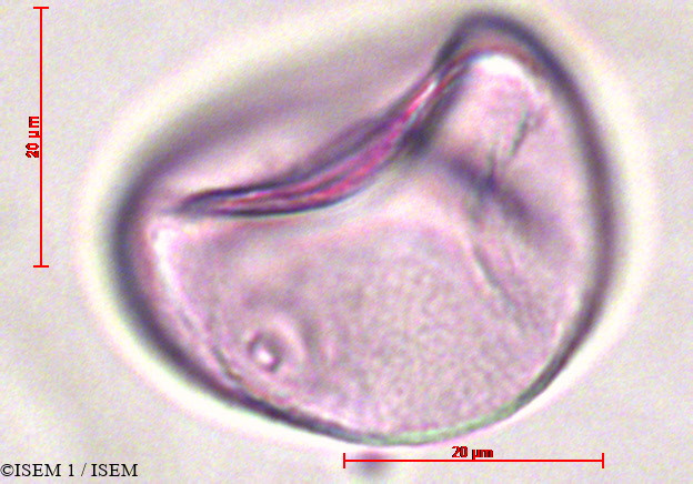 ISEM 1/Stipa_ichu_20910/Stipa_ichu_20910_0002(copy).jpg